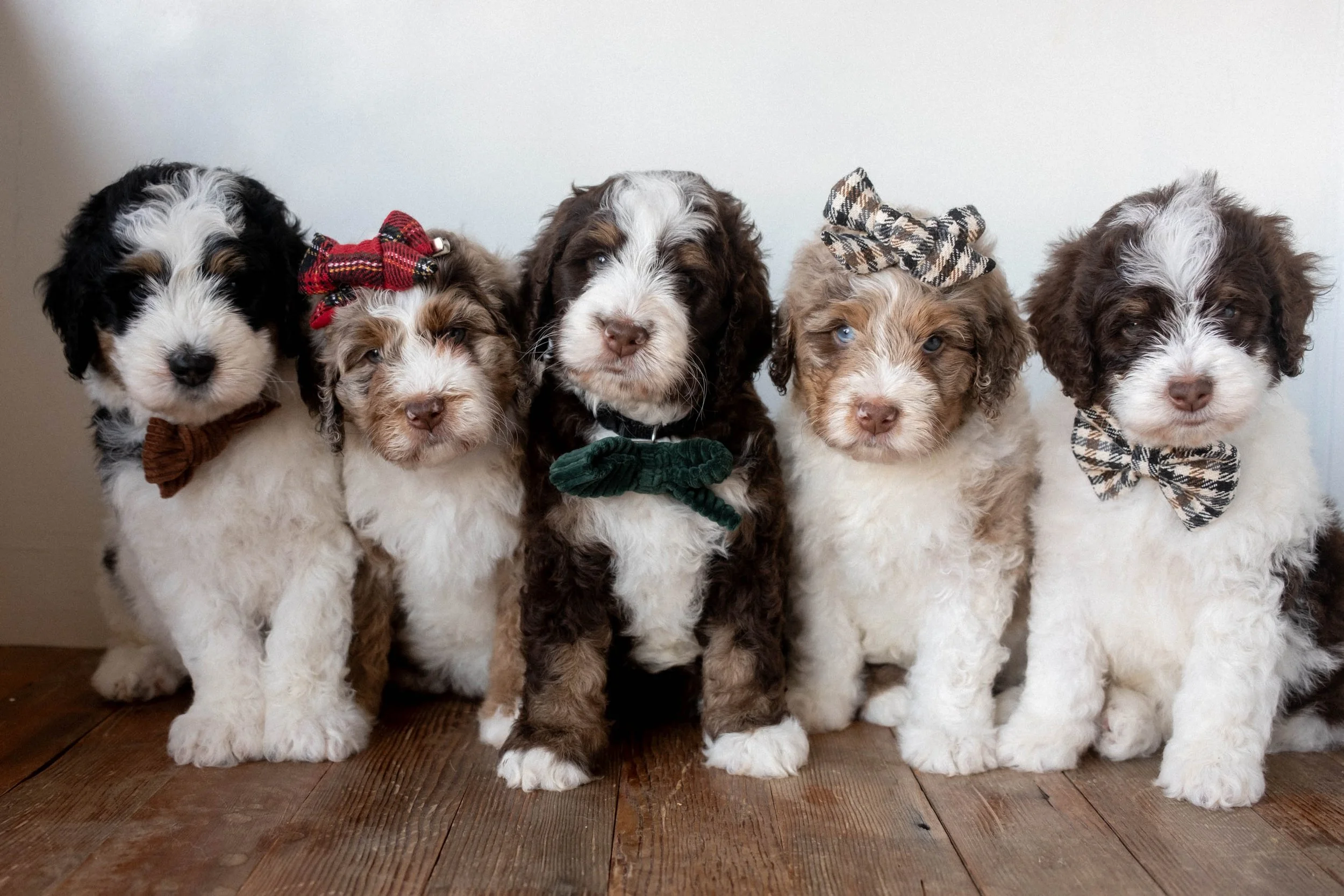 Past Litters in Phoenix, AZ | Daisy Mountain Doodles